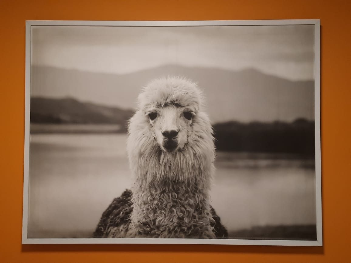Framed black and white photograph of a llama